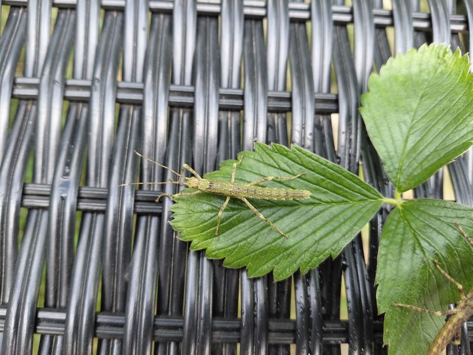 Straszyki nowogwinejskie Eurycantha calcarata
