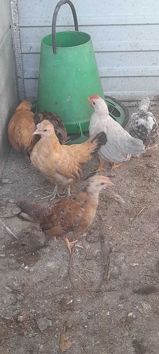 Aves de capoeira