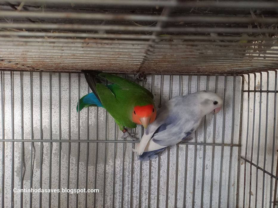 Casais Roseicollis reprodutores