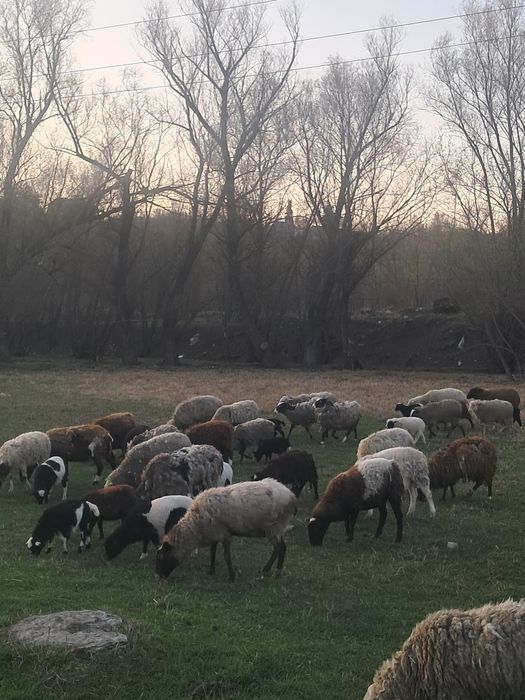 Вівці, барани,ягнята  крос дорпер