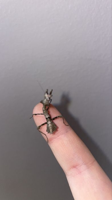 sprzedam mini chodowle