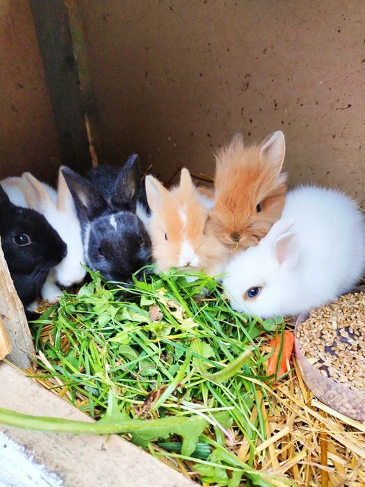 Domki,apartamenty,noclegi z atrakcjami dla dzieci,Góry Świętokrzyskie