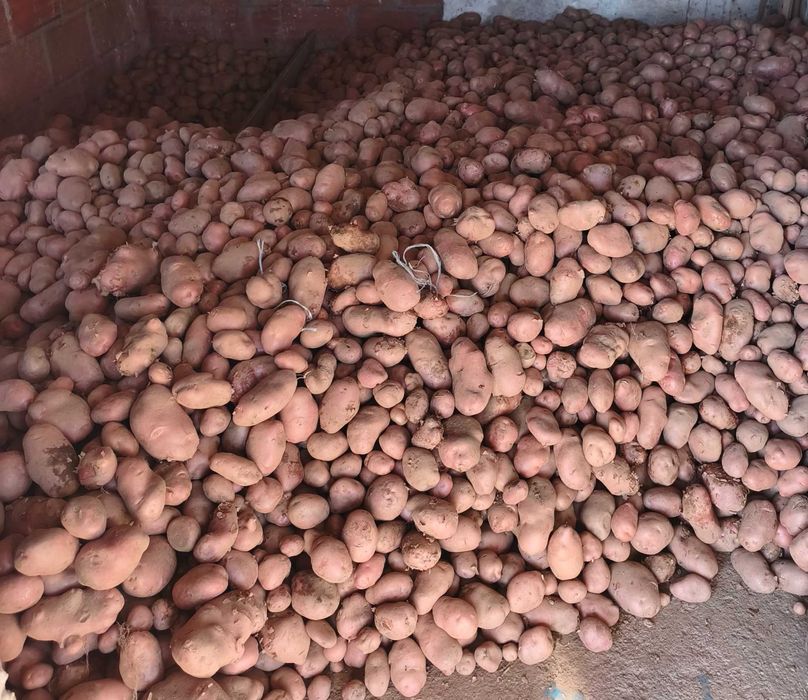 Batata vermelha de excelente qualidade