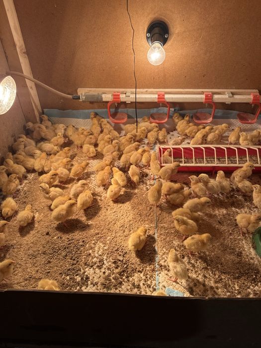 Перепілки суточні техасець