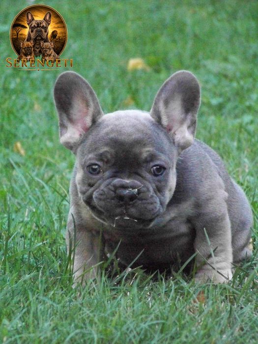 Buldog Francuski - mocny samiec