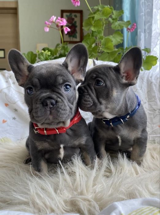 Блакитні , породні хлопчик та дівчинка французького бульдога