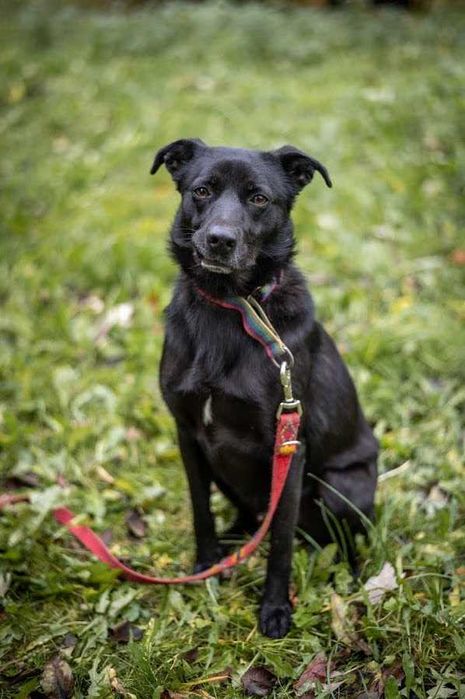 Piko został okrutnie potraktowany. Odmień jego los