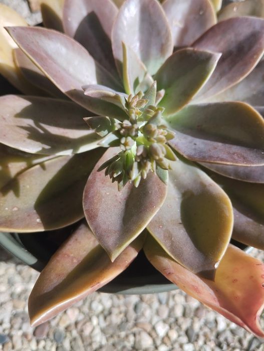 Plantas Suculentas para o Natal