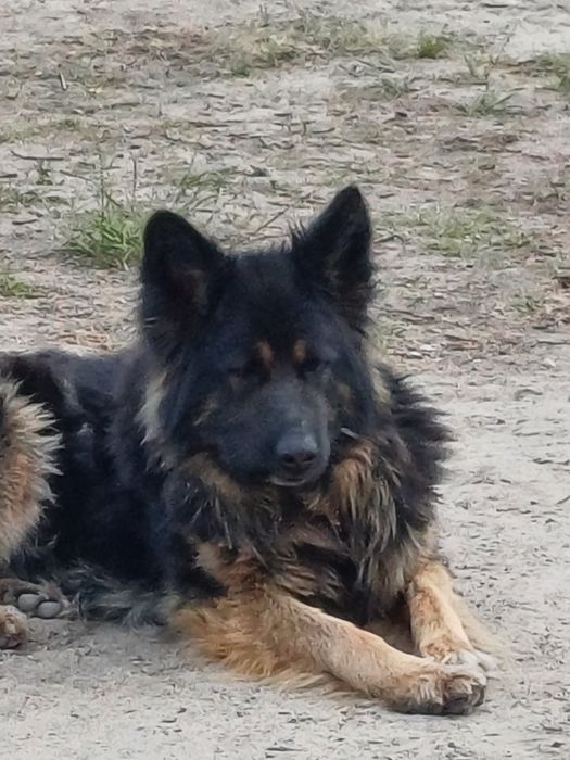 Owczarek niemiecki suka i samiec