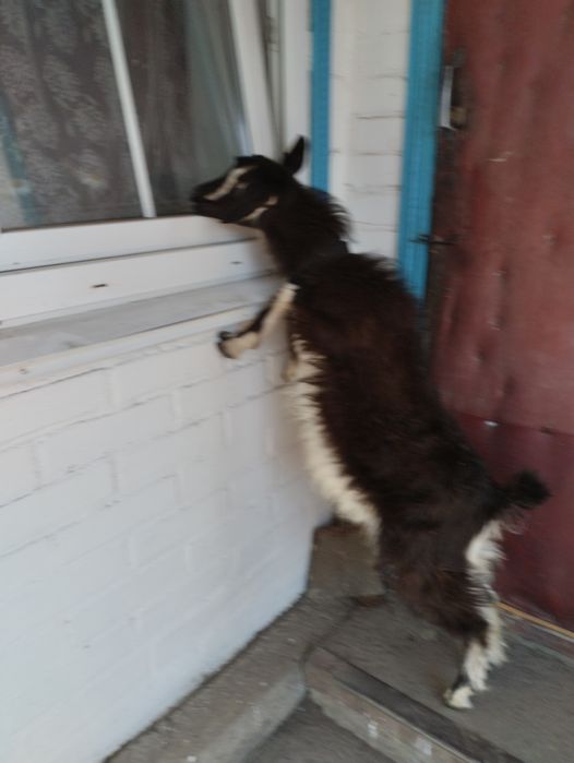 Козеня шукає дім