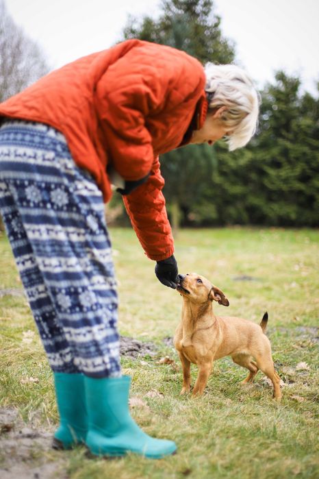 Smuti - młoda sunia w typie jamniczka filmik
