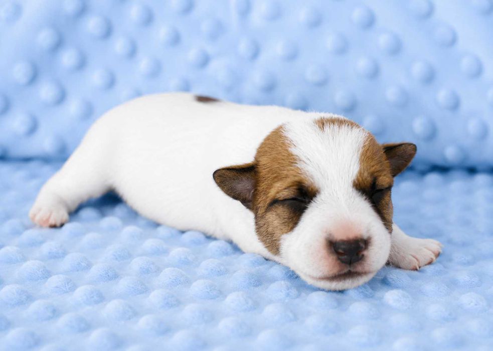 Jack Russell Terrier piękny piesek z dokumentami Moris