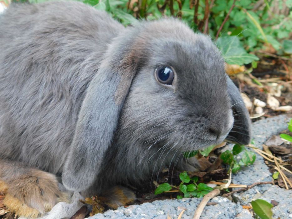 Niebieskie baranki mini lop