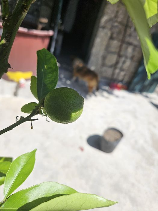 Limoeiro  com fruto