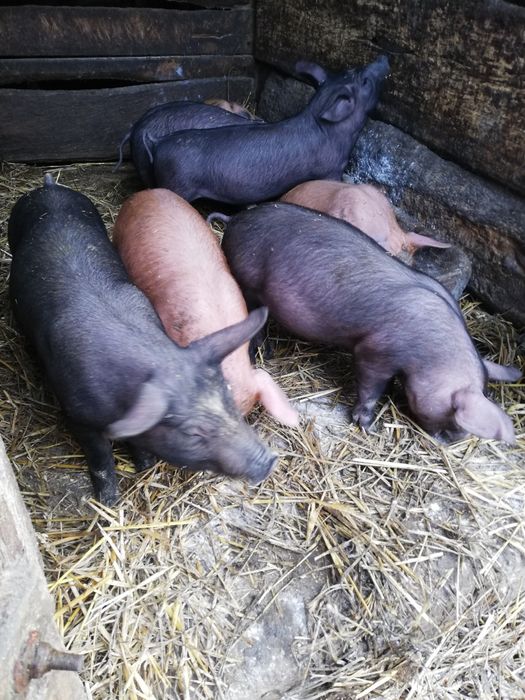 Продам  Поросята