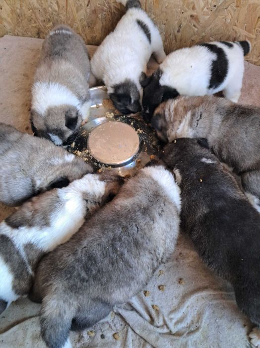 Американська акіта