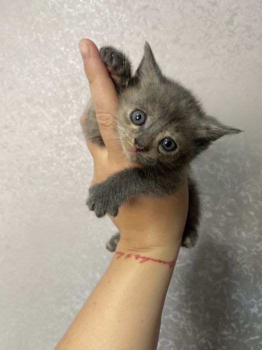 Кошенята дівчата
