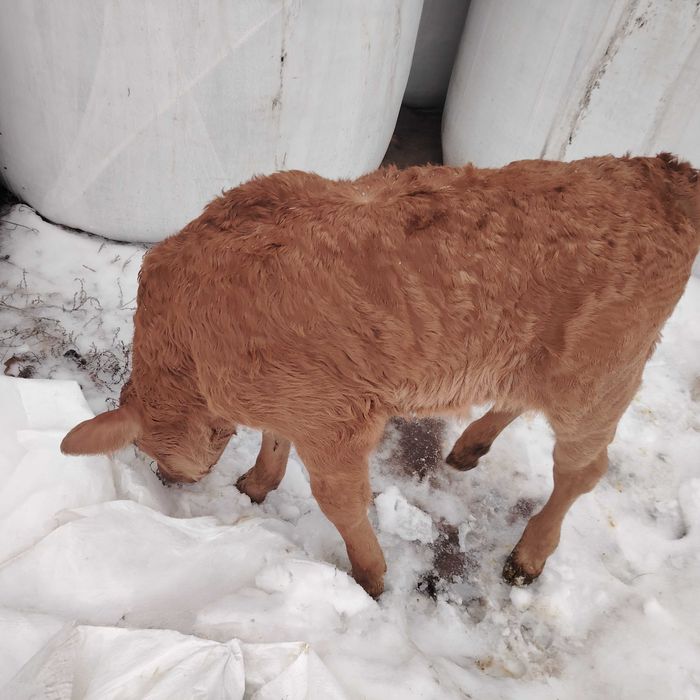 Byczek miesny lm Limousine  mieszaniec