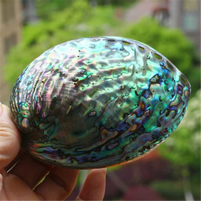 Naszyjnik z muszli paua (abalone) na żyłce