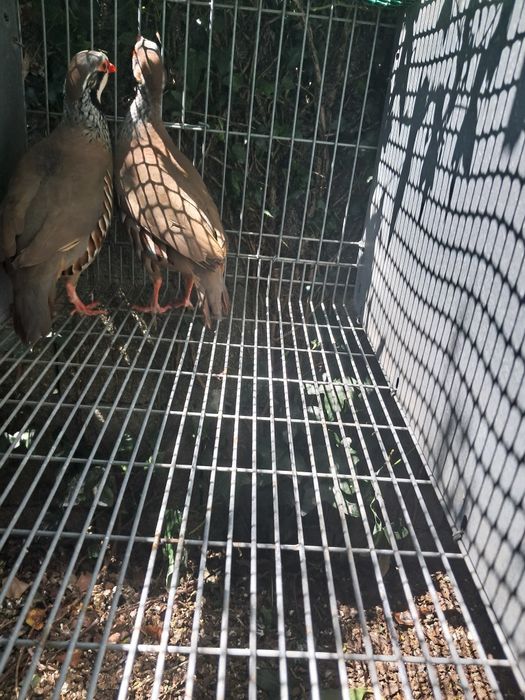Vendo ovos de perdiz fecundados.