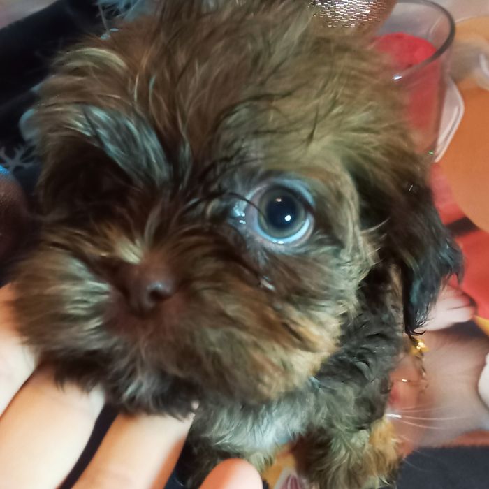 Fuks unikatowy mini shih tzu / domowa hodowla