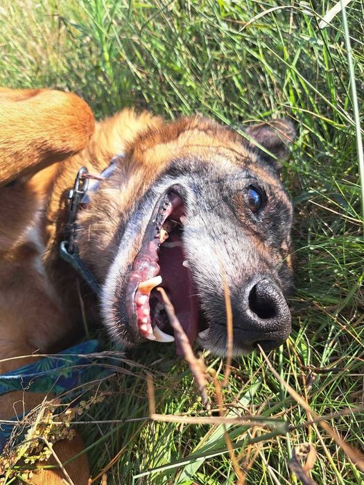 Wykop uśmiechnięty psiak do adopcji!