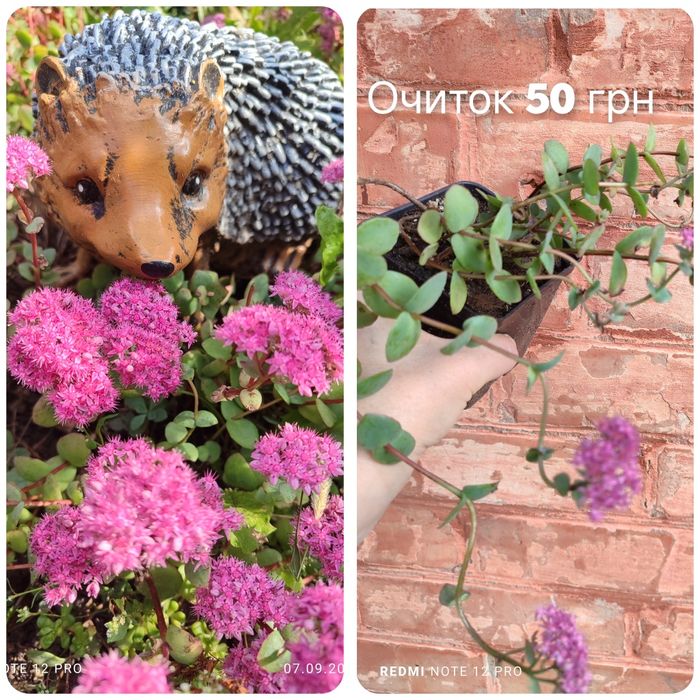 Каріоптерис, Спірея, бересклет, живучка, колхікум