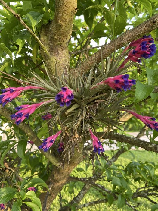 Plantas exteriores várias espécies