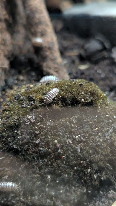 10 Zebra Isopods (Armadillidium Maculatum) clean up crew for terrarium, pillbug