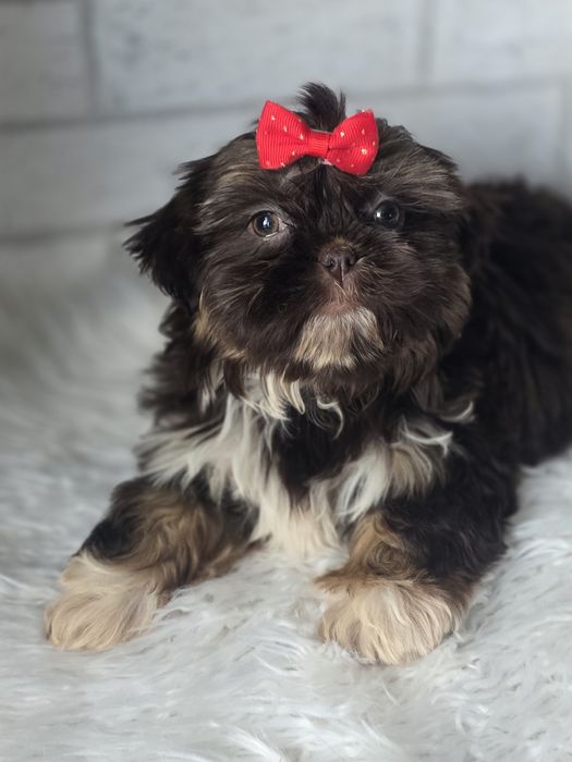 Shih Tzu 2,5msc Czekolada