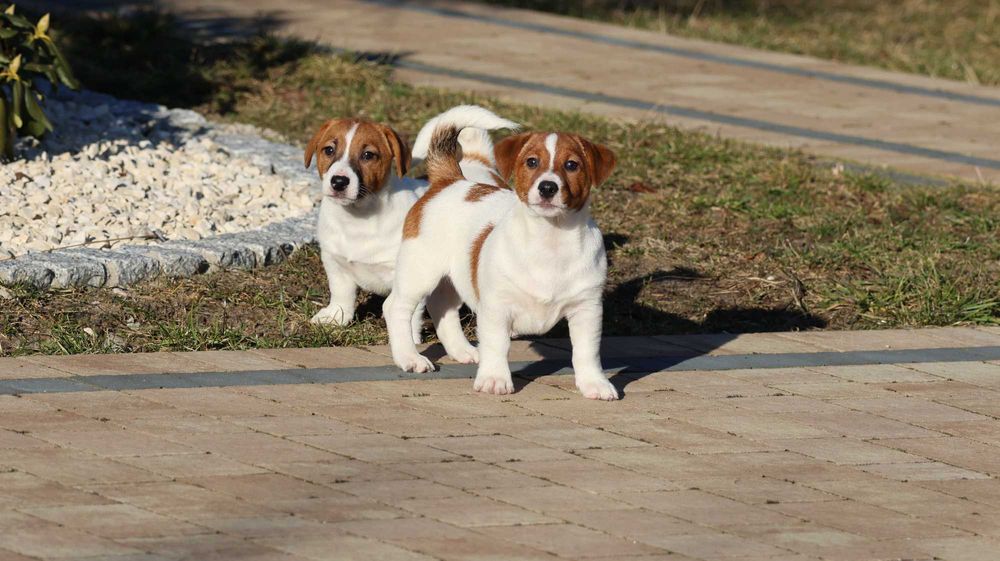 ARES Jack Russell Terrier ZKwP (FCI) -z wzorcowej hodowli piesek