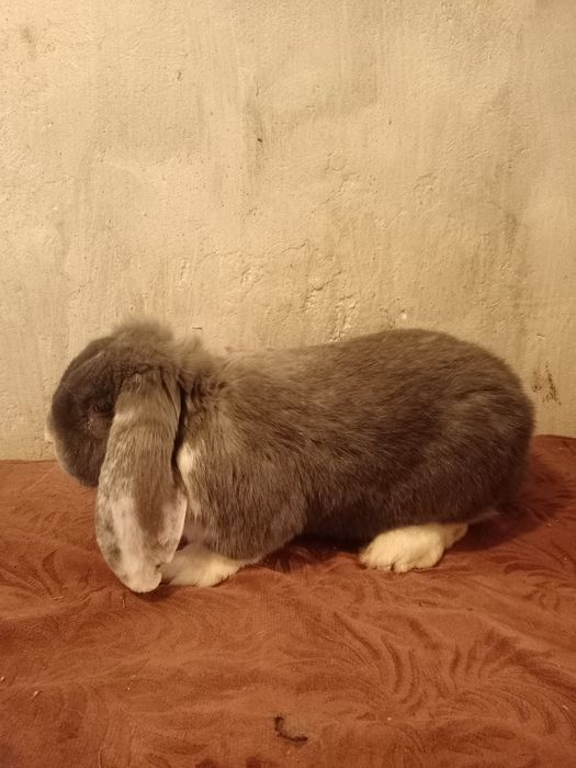 Самчик фб голубий біловухий кролі кролики