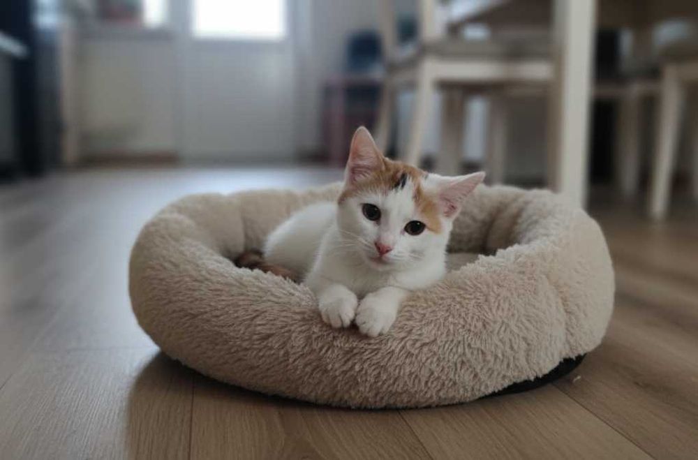 WYDMA - mała, wystraszona kotka prosi o dom