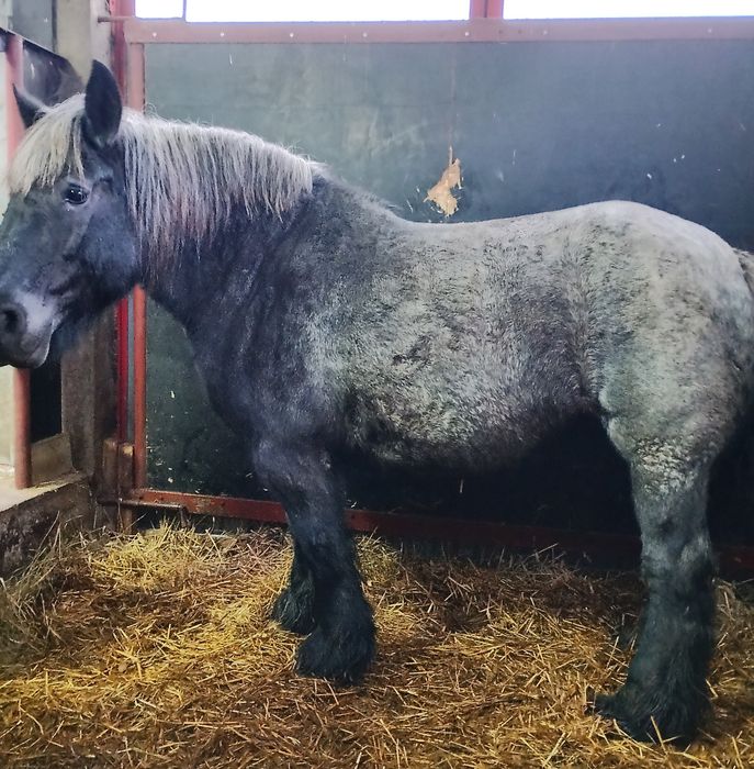 Klacz zimnokrwista ze źrebakiem