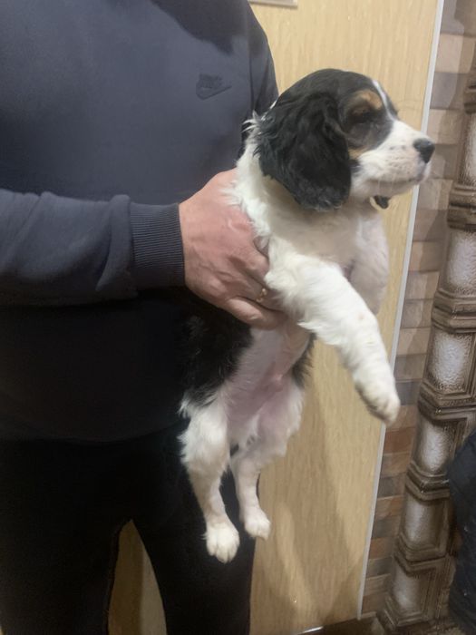 Цуценята Спаніельчиків