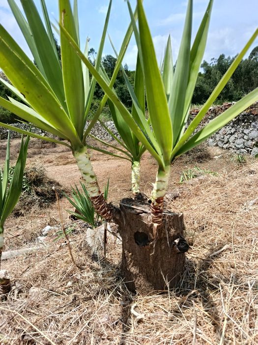 Para Doar Palmeiras Yucca