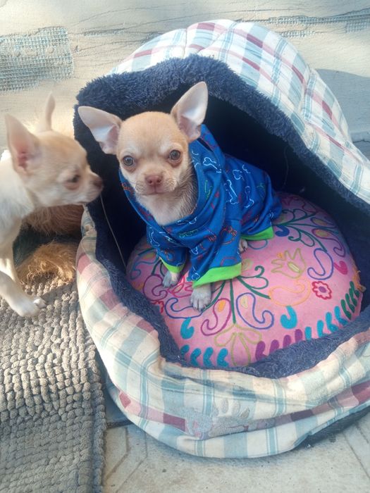 Мальчишки  чишки