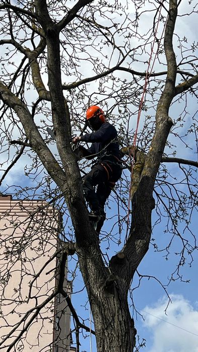 Обрізка плодових, фруктових дерев, санітарна обрізка дерев.