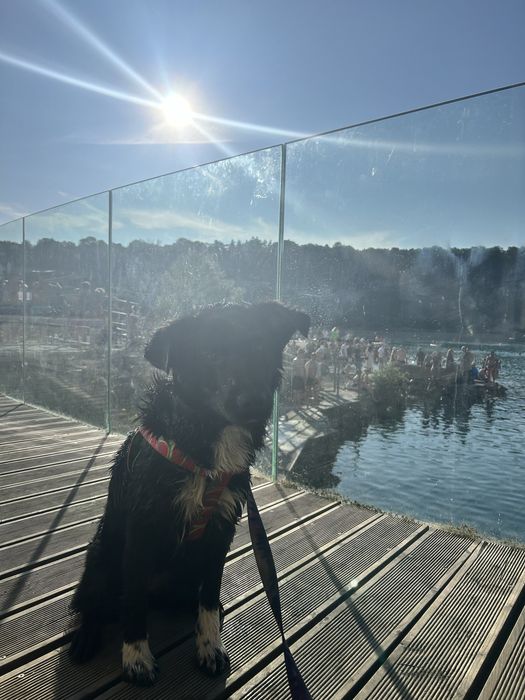 Suczka Lili 12 miesiecy