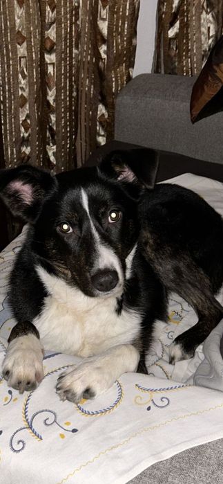 Adoção Responsável