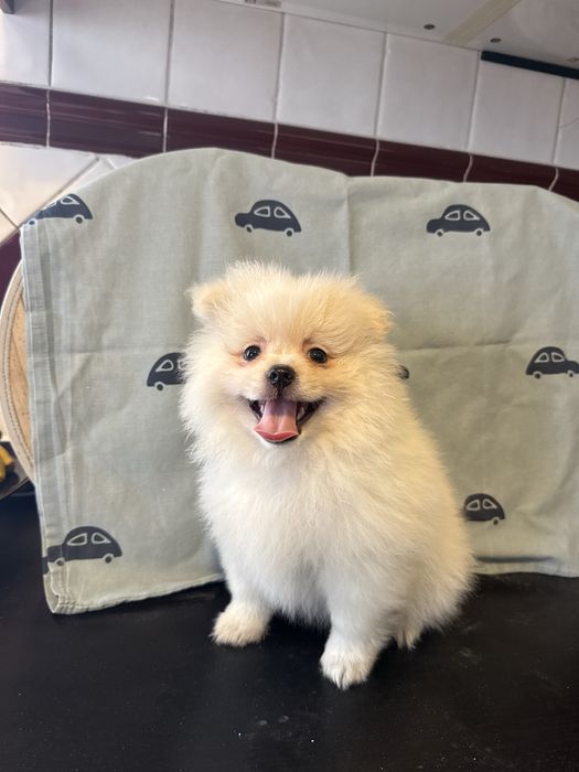 Spitz Alemão/ Lulu da pomerânia Macho Fofinho