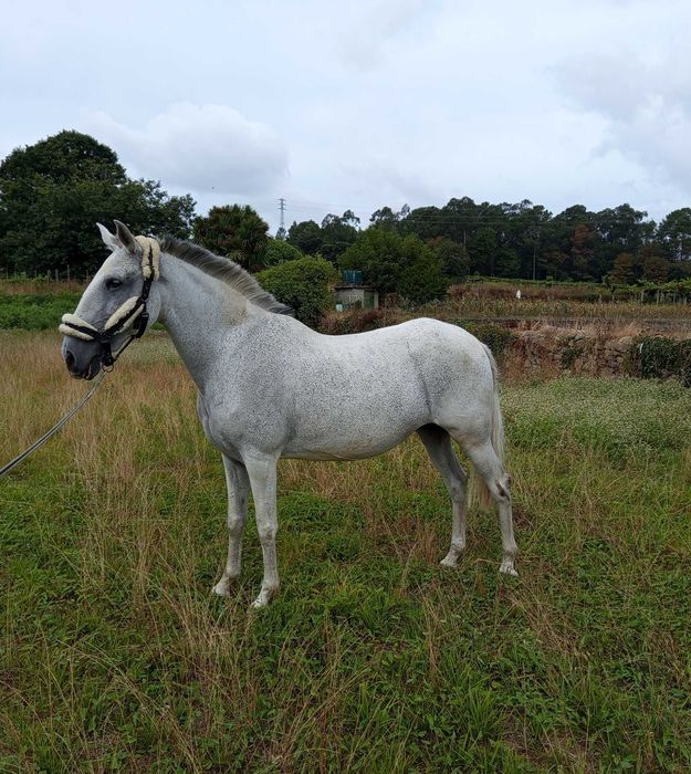 Égua Lusitana Reprodutora