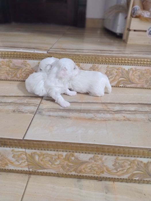 Мальтезе Мальтійська болонка