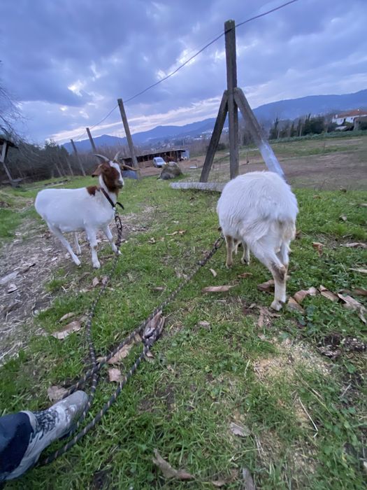 Cabras boer ( casal )
