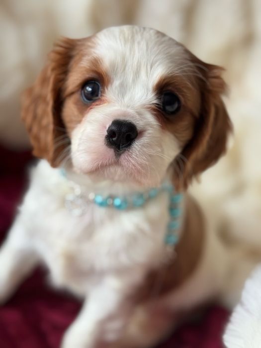 Piesek blenheim - Cavalier King Charles Spaniel