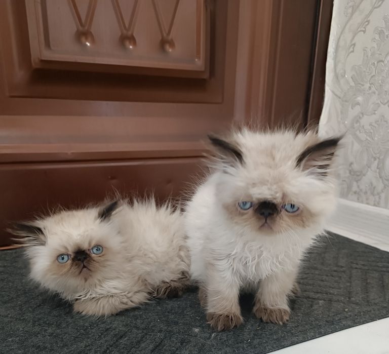 Девочка и мальчик Персы