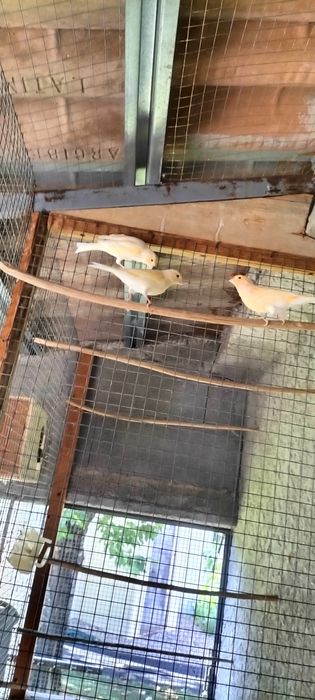 Tenho 3 canários para ceder, 2 fêmeas 1 macho
