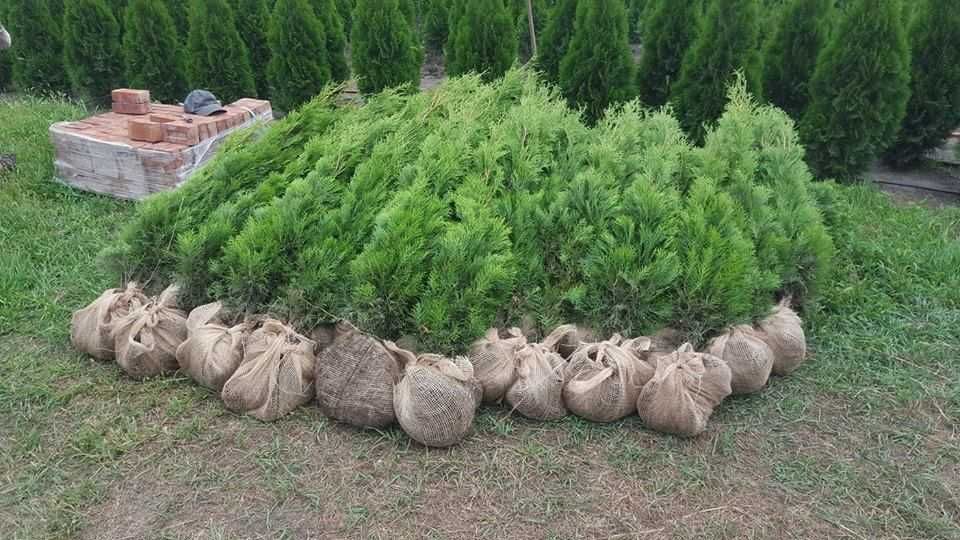 Tuja smaragd Gęsta Duża 100cm Polski Produkt Stożkowa