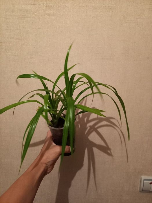 Пальма   панданус