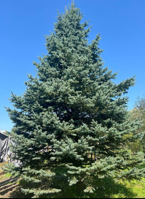 Продам живу ялинку